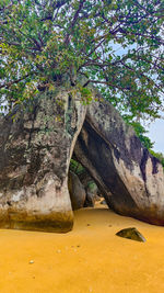 tree