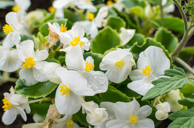 Close-up of white flowering plants in park