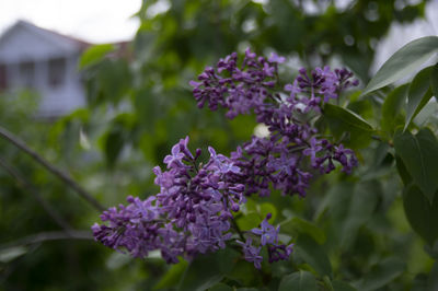 Close-up of purple flowering plant