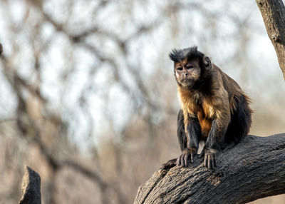 Monkey sitting on tree