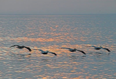 Birds flying over sea