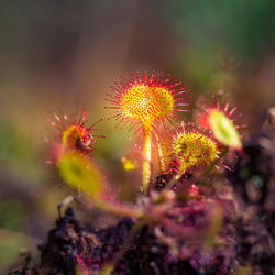 A beautiful sundew growing in the wetlands. sundew plant leaves. carnivorous plant.