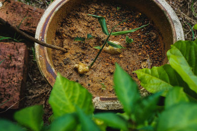 High angle view of insect on plant