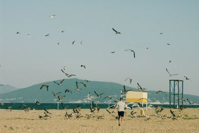 Rear view of boy running towards birds flying over beach against clear sky