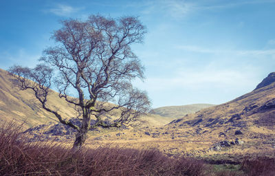 Bare tree on field against sky