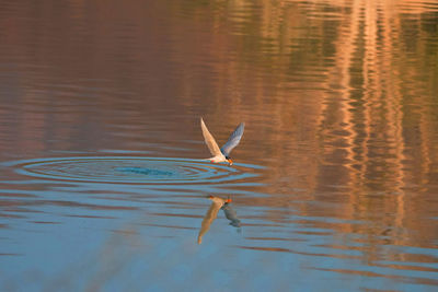 Bird swimming in lake