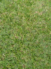 Full frame shot of grass