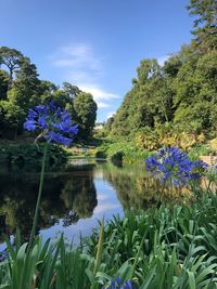 Purple flowering plants by lake against sky