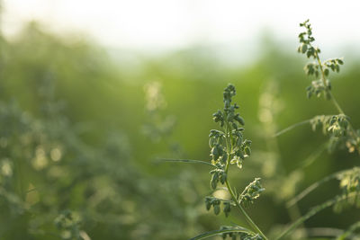 Close-up of plant growing on field