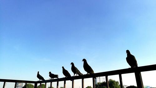 Birds against blue sky