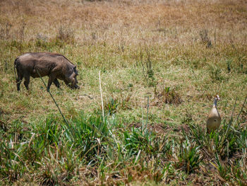 Sheep in a field