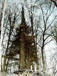 Low angle view of bare trees