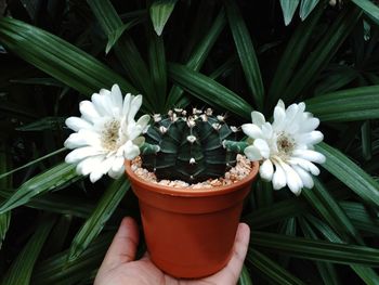 Close-up of hand holding flower pot