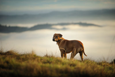 Dog standing on field against sky during sunset