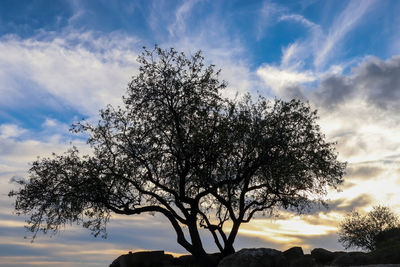 Low angle view of silhouette tree against sky