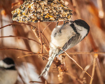 Close-up of bird perching on a feeder