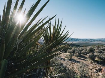 Scenic view of landscape against clear sky