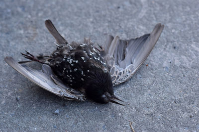 Close-up of bird flying