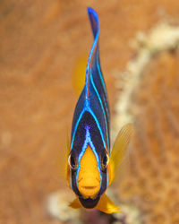 Close-up of a bird