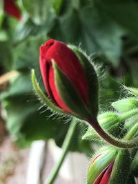 Close-up of red flower