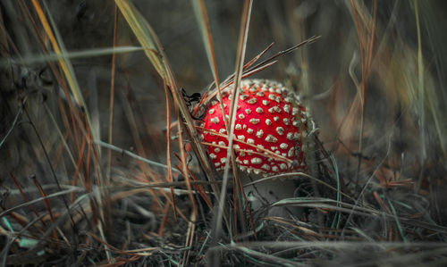 Close-up of red mushroom on field