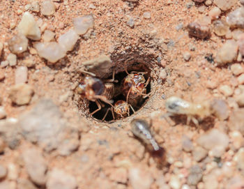 High angle view of termites in hole
