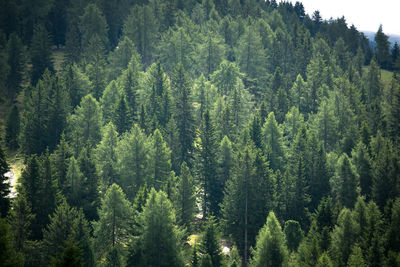 Pine trees in forest