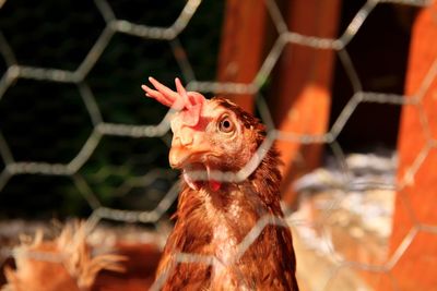 Close-up of chicken through cage