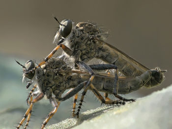 Close-up of insect