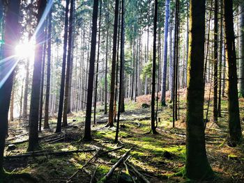 Sunlight streaming through trees in forest