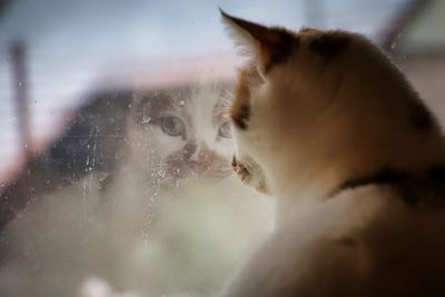 Close-up of cat looking through a dirty window