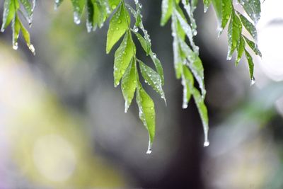 Close-up of wet plant leaves