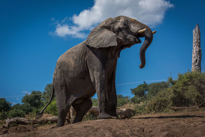 Low angle view of elephant on field against blue sky during sunny day