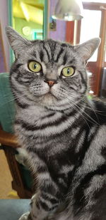 Close-up portrait of tabby cat sitting at home