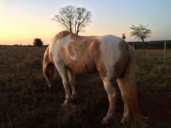 Horse standing on field against sky