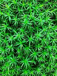 Full frame shot of plants