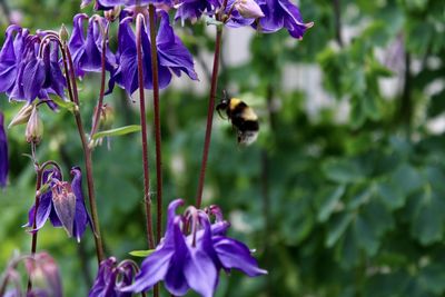 Close-up of bee pollinating flower