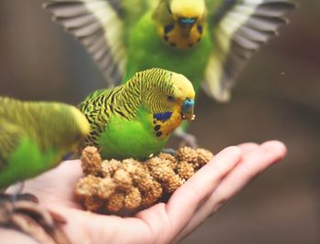 Cropped image of hand feeding bird