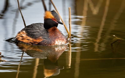 Slavonian grebe, horned grebe