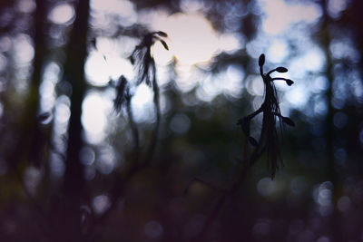 Close-up of tree against blurred background