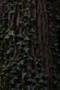 Close-up of ivy growing on tree trunk in forest