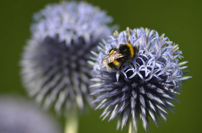 Close-up of honey bee pollinating on white flower