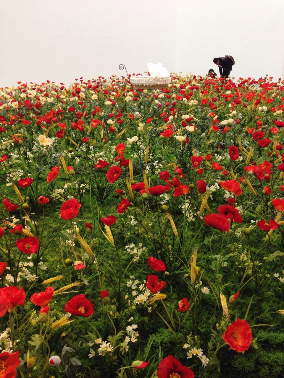 flower, freshness, growth, animal themes, plant, domestic animals, red, fragility, beauty in nature, blooming, one animal, nature, field, petal, pets, clear sky, day, outdoors, no people, park - man made space