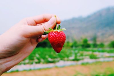 Close-up of hand holding strawberries on field