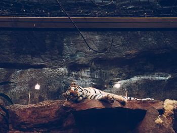 Tiger lying on rock