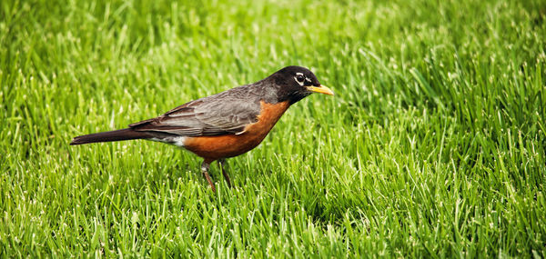 Close-up of a bird on grass
