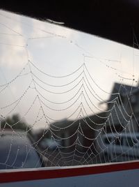 Close-up of spider web