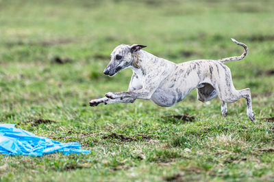 Dog running straight on camera and chasing coursing lure on green field