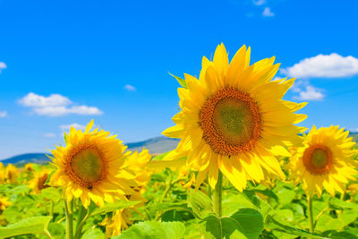 Close-up of yellow sunflower on field against sky