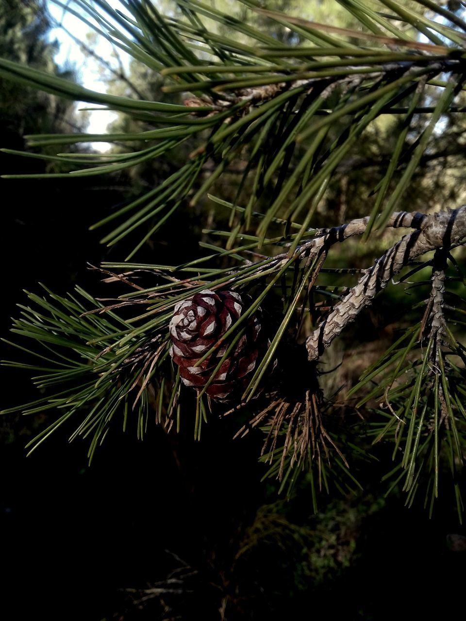 growth, nature, green color, no people, beauty in nature, pine tree, plant, close-up, day, outdoors, needle, tree, animal themes, freshness